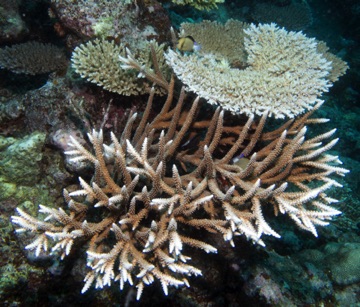 Coral